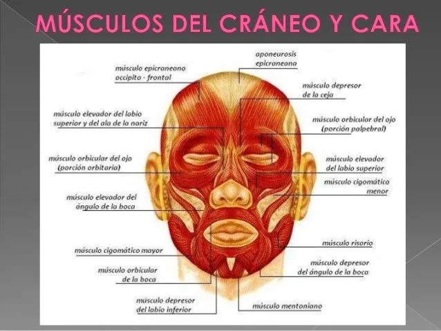 musculos-de-la-cara-y-craneo-1 ...