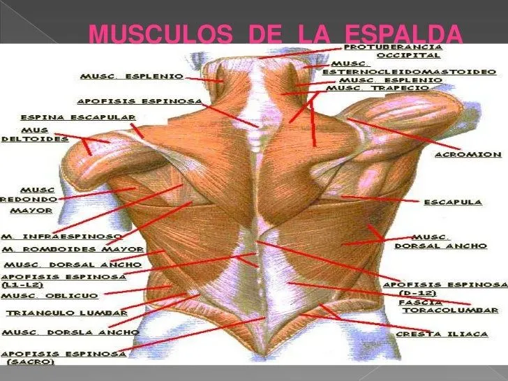 musculos-del-torax-espalda-y- ...