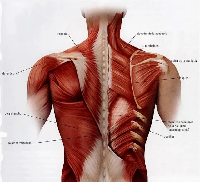 Músculos del dorso y de la nuca y sus movimientos ~ Temas de ...