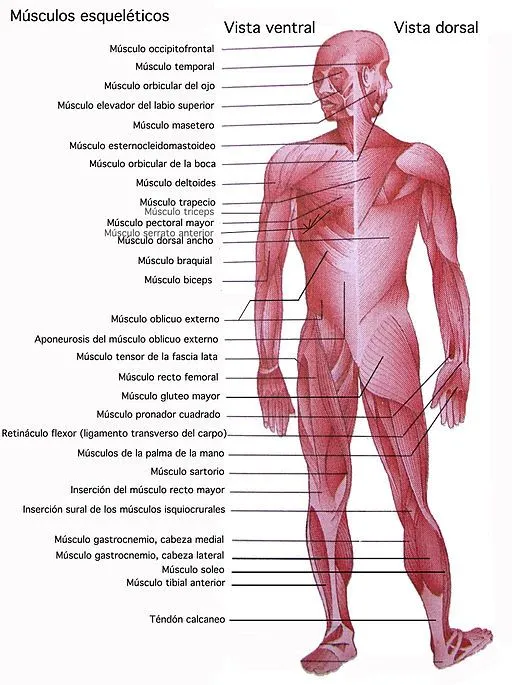 Musculos esqueleticos: Definición y más