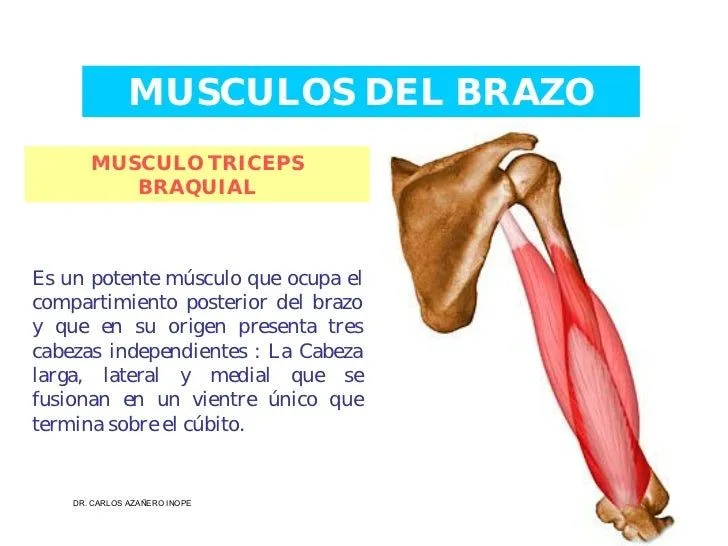 Musculos De La Extremidad Superior