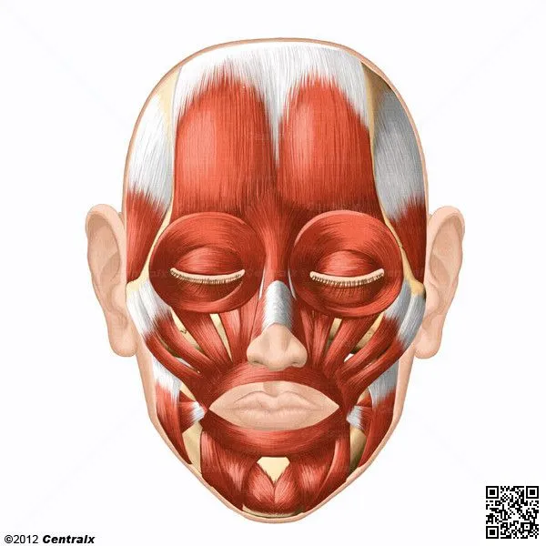 Músculos Faciales; Musculos Miméticos; Mimetismo Facial