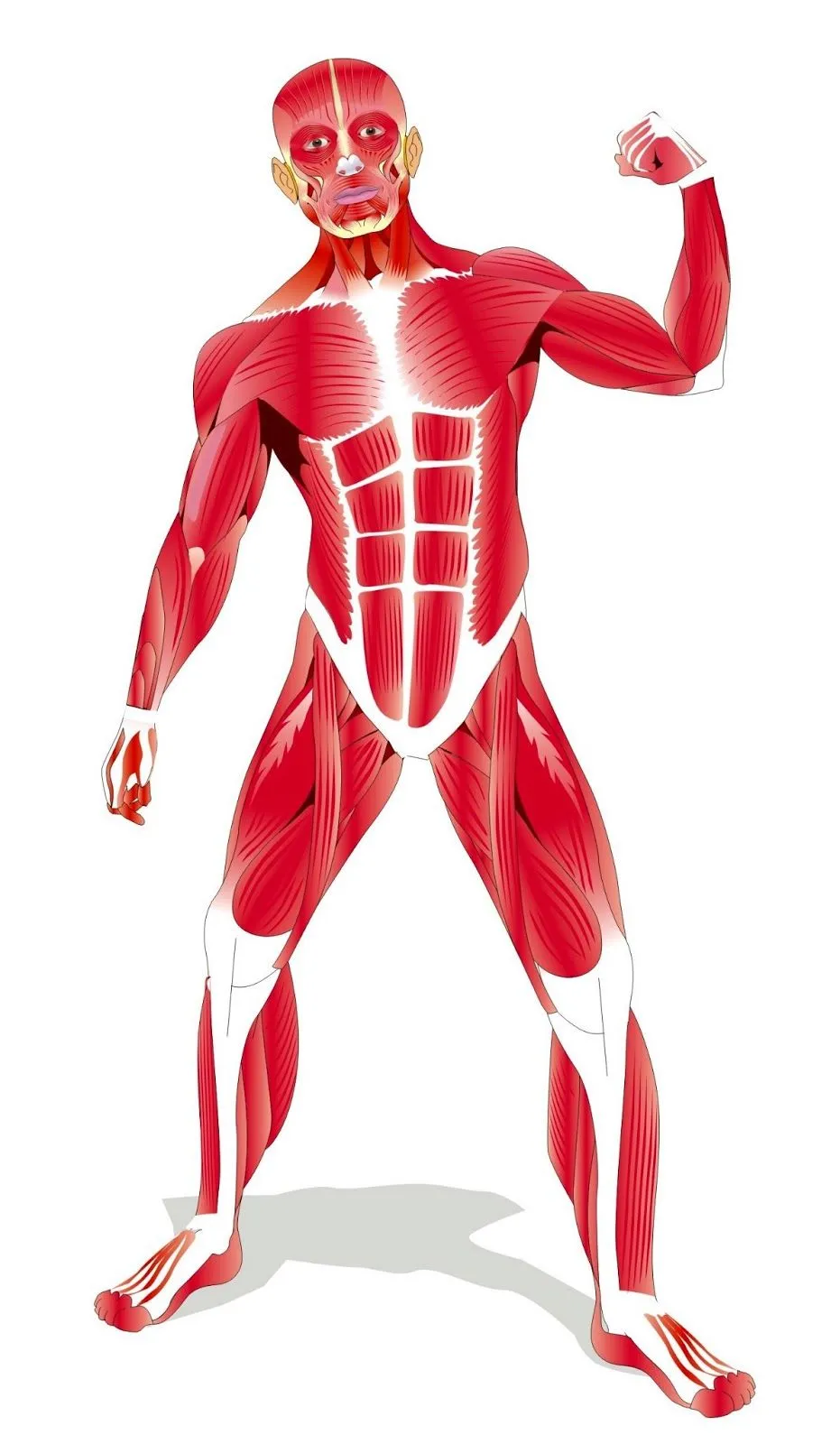 Músculos y Huesos del Cuerpo Humano