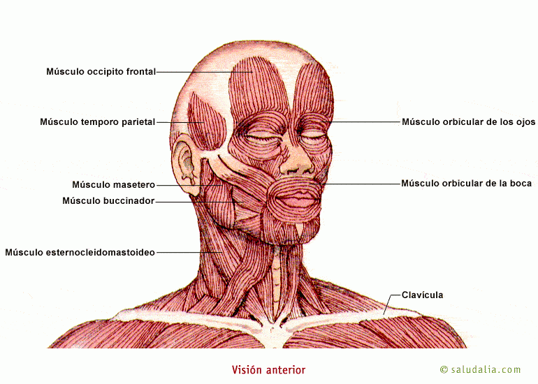 Músculos humanos. Saludalia.com