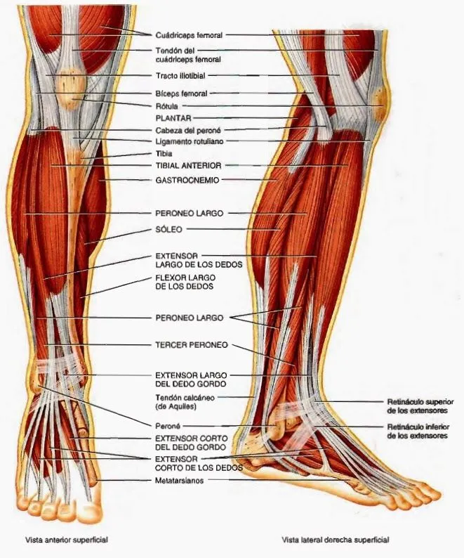 Músculos del miembro inferior | Temas de estudio para la anatomía ... Músculos del miembro inferior | Temas de estudio para la anatomía ...