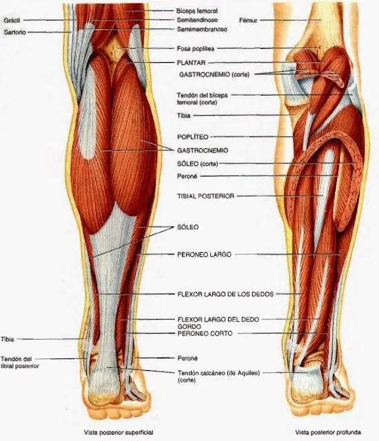 Músculos del miembro inferior ~ Temas de estudio para la anatomía ... Músculos del miembro inferior ~ Temas de estudio para la anatomía ...