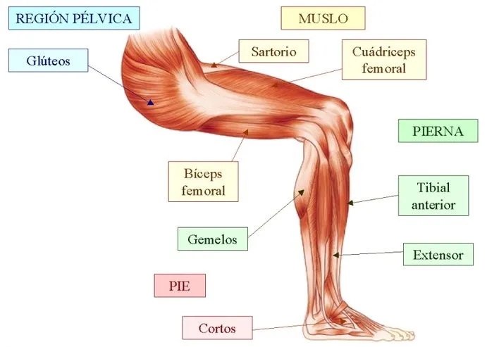 MÙSCULOS MIEMBROS INFERIORES MÚSCULOS DEL MIEMBRO INFERIOR El ... MÙSCULOS MIEMBROS INFERIORES MÚSCULOS DEL MIEMBRO INFERIOR El ...