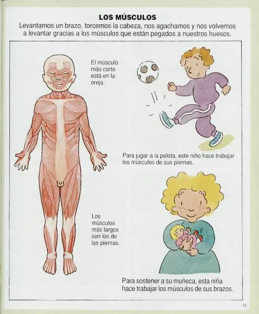 Fotos de musculos para niños - Imagui