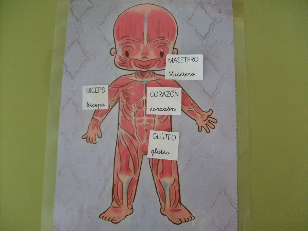 Los musculos para niños - Imagui