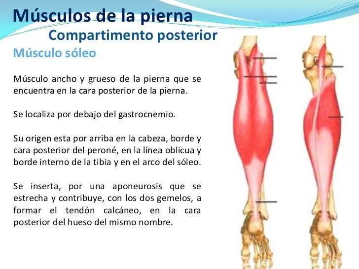 musculos-posteriores-de-la- ...