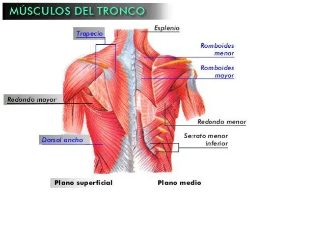 CUERPO HUMANO 02