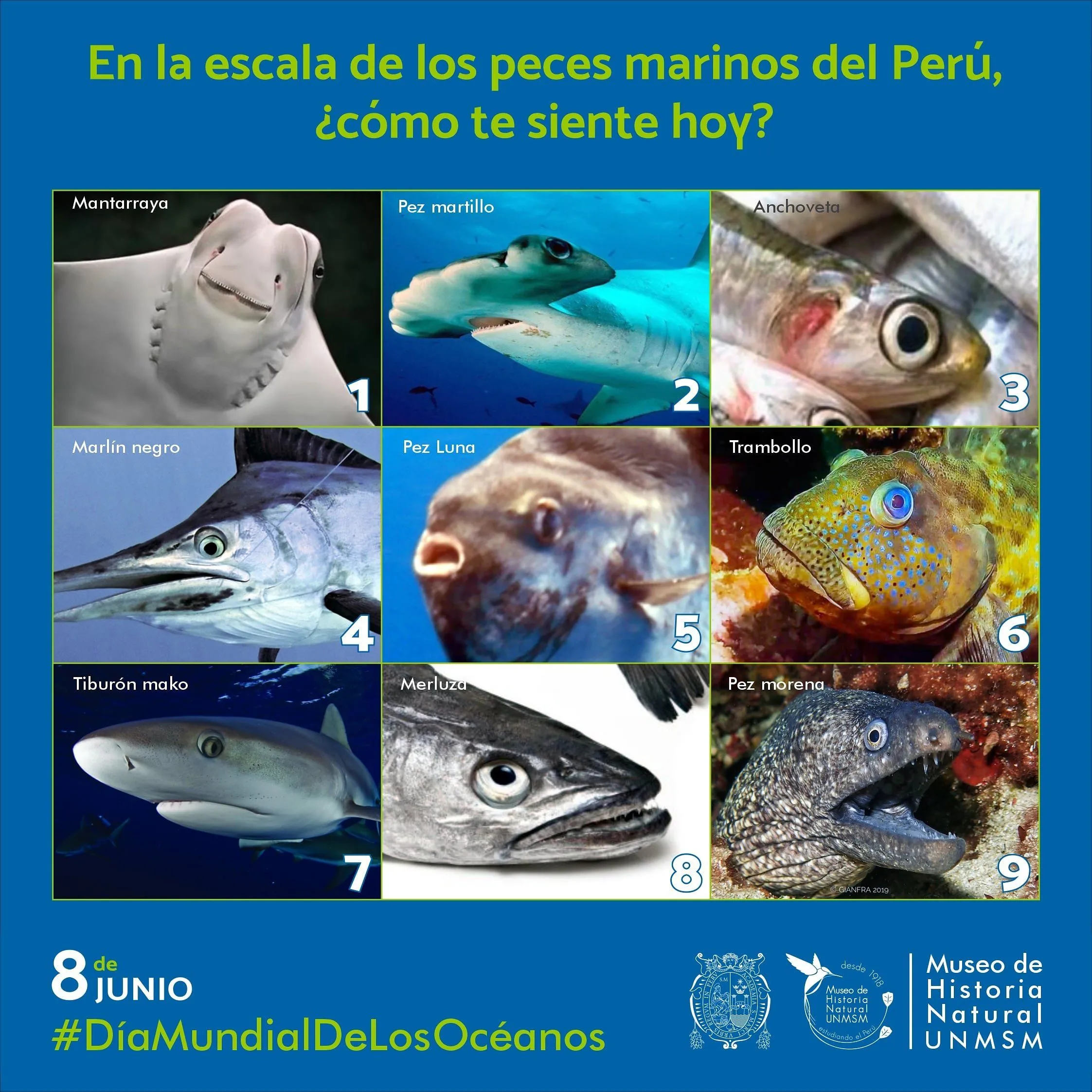 Museo de Historia Natural UNMSM on X: Museo de Historia Natural UNMSM on X: