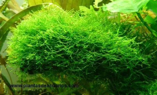 Musgos acuáticos : Plantasdeacuarios.com, Especialistas en plantas ... Musgos acuáticos : Plantasdeacuarios.com, Especialistas en plantas ...