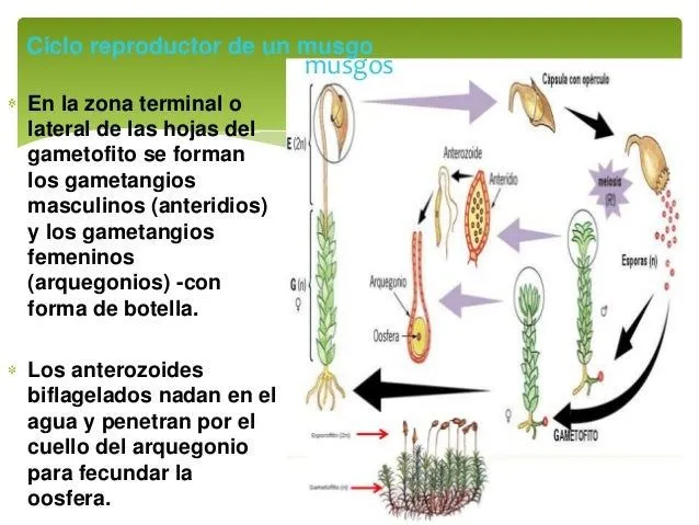 musgos, hepáticas y helechos