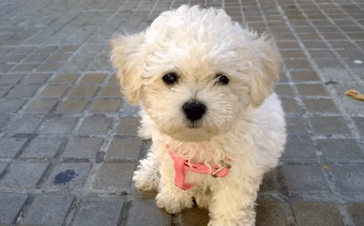 MusicaDeTuATu | Sobre musica MusicaDeTuATu | Sobre musica