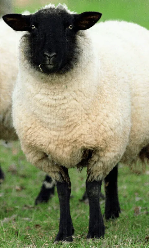 MusicApps: Sound Touch