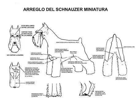 MuyVariado.com: Como cortar el Pelo a un Schnauzer