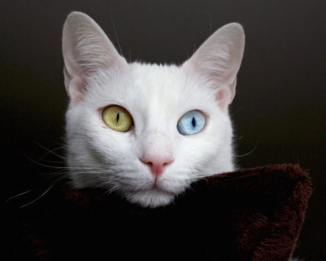 imagenes: Fotos de gatitos muy tiernos III (12 imágenes gratis) imagenes: Fotos de gatitos muy tiernos III (12 imágenes gratis)