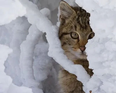 My blog: Fotos de gatitos muy tiernos III (12 imágenes gratis) My blog: Fotos de gatitos muy tiernos III (12 imágenes gratis)
