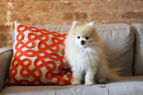 My Life: Boo! El perro mas lindo del mundo