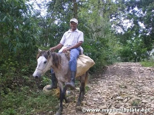 MY PUERTOPLATA: Caballos y Burros el mejor transporte en el campo ... MY PUERTOPLATA: Caballos y Burros el mejor transporte en el campo ...