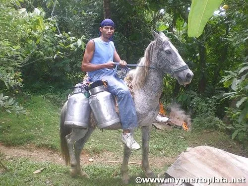 MY PUERTOPLATA: Caballos y Burros el mejor transporte en el campo ...