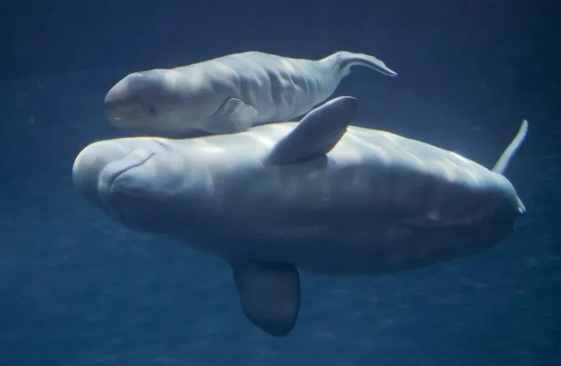 Nace una beluga en el acuario de Chicago - Yahoo! News