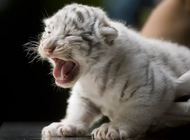 Nace cachorro de tigre de bengala en Puebla - RR Noticias