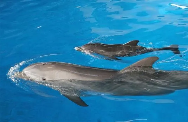 Nace una cría de delfín en el Zoo de Barcelona Nace una cría de delfín en el Zoo de Barcelona