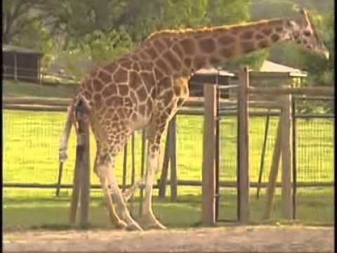 Nace jirafa y elefante - YouTube