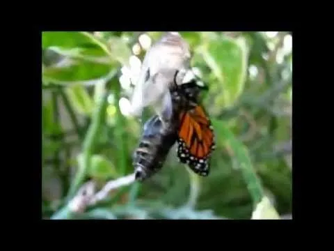 Nace una monarca - YouTube