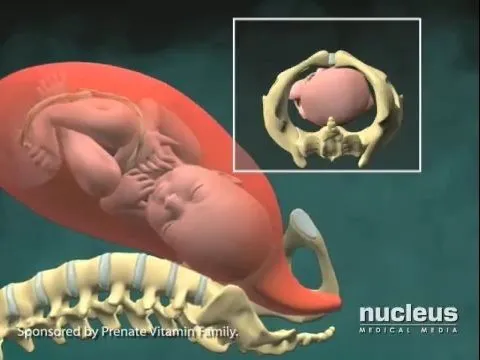 Como nacen los bebes? Animación de un parto natural | Rincón Abstracto