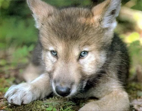Nacen cachorros de Lobo Mexicano en el Zoológico de Chapultepec Nacen cachorros de Lobo Mexicano en el Zoológico de Chapultepec