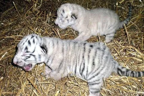 Nacen dos crías albinas de tigre en el zoológico de Guillena ...