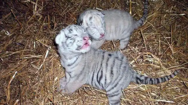 Nacen dos crías de la especie protegida de tigre blanco en el Zoo ... Nacen dos crías de la especie protegida de tigre blanco en el Zoo ...