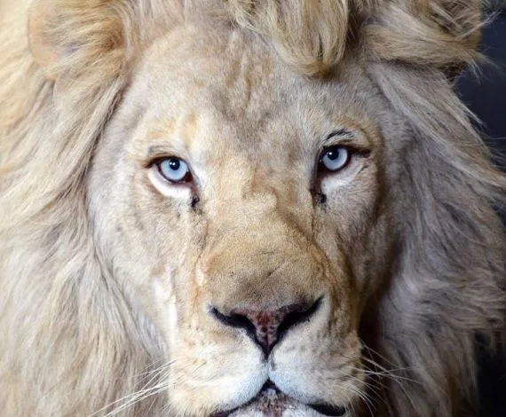 Nacen tres leones blancos en un zoo de Polonia - EcoDiario.es