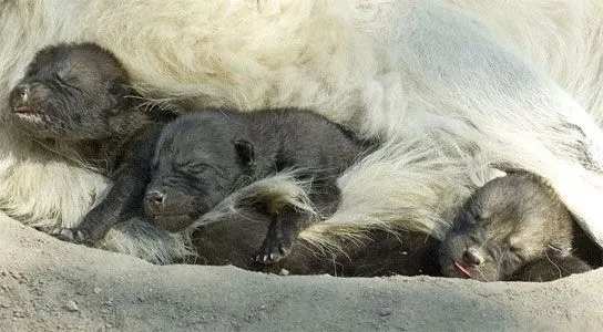 Nacen tres lobos blancos en el Zoo - 20minutos. Nacen tres lobos blancos en el Zoo - 20minutos.