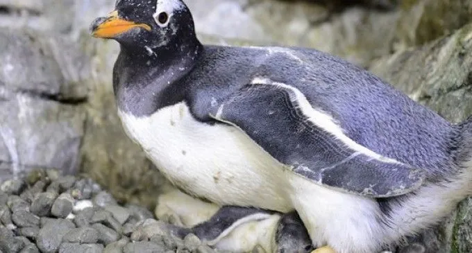 Nacen cuatro pingüinos Juanito en el Oceanogràfic de Valencia ... Nacen cuatro pingüinos Juanito en el Oceanogràfic de Valencia ...