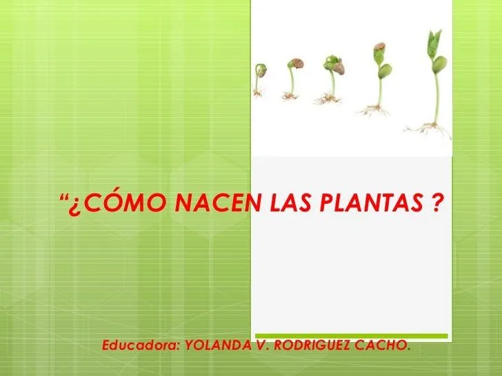 Como nacen las plantas?