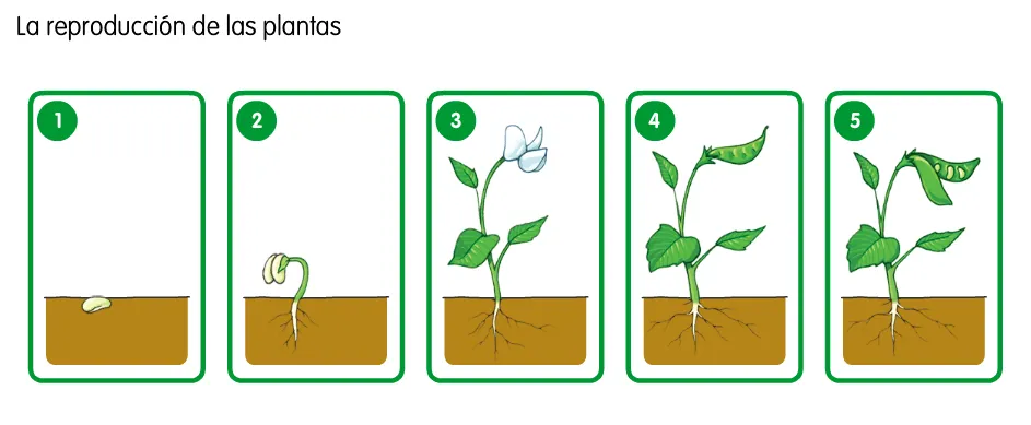 Como nacen las plantas - Imagui