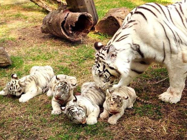 Nacen cuatro tigres de Bengala blanco en zoo de Buenos Aires ... Nacen cuatro tigres de Bengala blanco en zoo de Buenos Aires ...