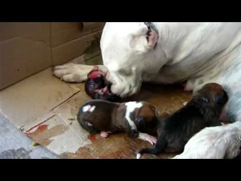 el nacimiento de un cachorro boxer segunda camada de la sailor(no ...