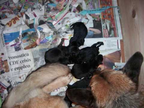 Nacimiento de cachorros Pastor Aleman - YouTube