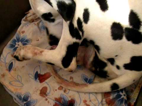 NACIMIENTO DE DÁLMATAS! - YouTube
