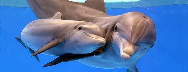NACIMIENTO DE LOS DELFINES | jeimy39930