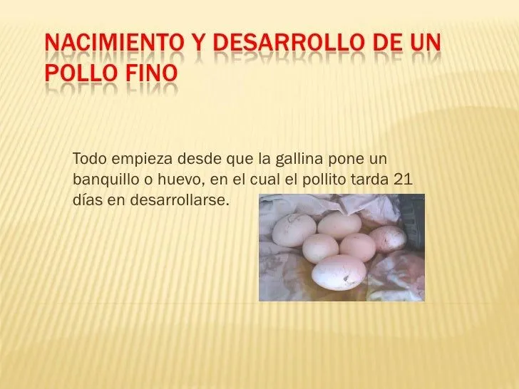 Nacimiento y desarrollo de un pollo fino