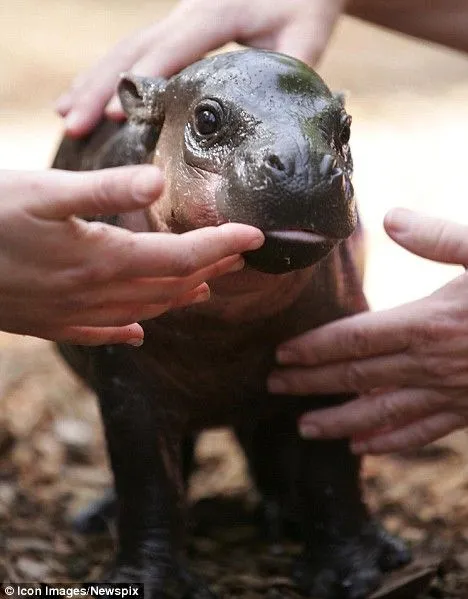 Nació "Monifa", el Hipopotamo Pigmeo | LaReserva Nació "Monifa", el Hipopotamo Pigmeo | LaReserva