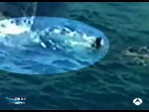 Nadaba en la playa y la mató un tiburón - Worldnews.