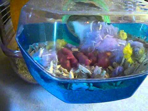Naissance bébé Hamster Roborovski - YouTube Naissance bébé Hamster Roborovski - YouTube