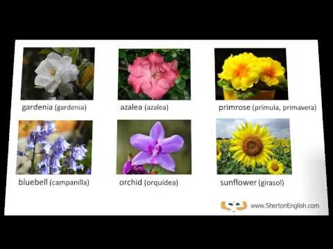 Vocabulario Inglés: Nombres de las Flores (Names of Flowers ... Vocabulario Inglés: Nombres de las Flores (Names of Flowers ...